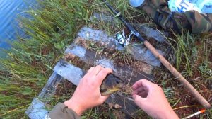 Караси болотного озера