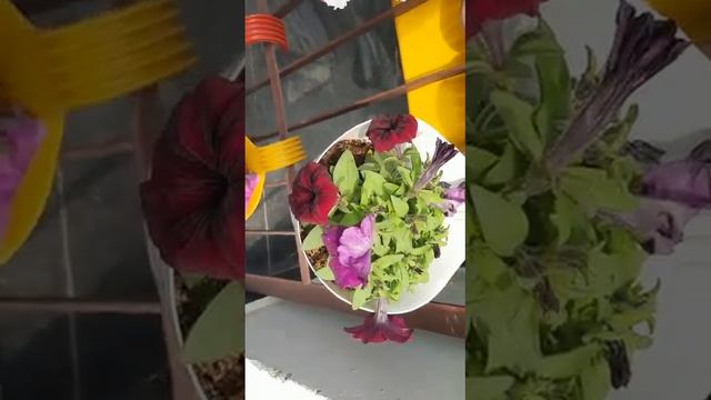 Petunia 360 Maxi Mix Seeds Urban Gardens Grown From Seeds