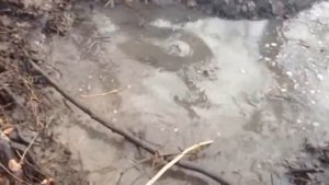 охота на барсука бобра и куницу (альдо и нона )