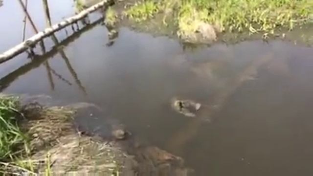 Сточные воды. Птицефабрика Ударник. Поселение Победа. Река Великая. смотреть онлайн