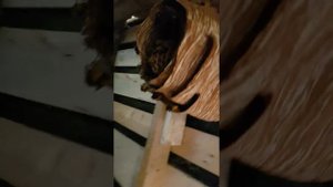 Шершни отжимают сарай. Как с ними бороться?