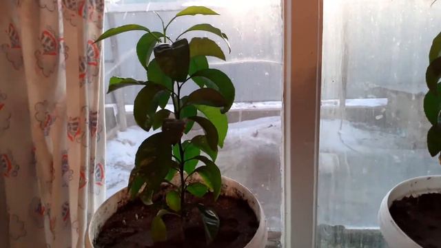 Мандариновые деревца!!!