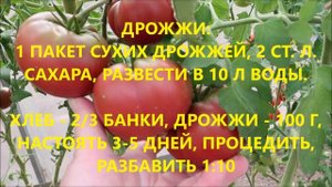 САМЫЕ ЛУЧШИЕ НАРОДНЫЕ СРЕДСТВА ДЛЯ ПОДКОРМКИ ПОМИДОРОВ