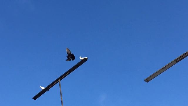 #Pigeons.Как,когда и чем глистогонить голубей.