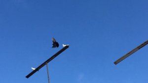 #Pigeons.Как,когда и чем глистогонить голубей.