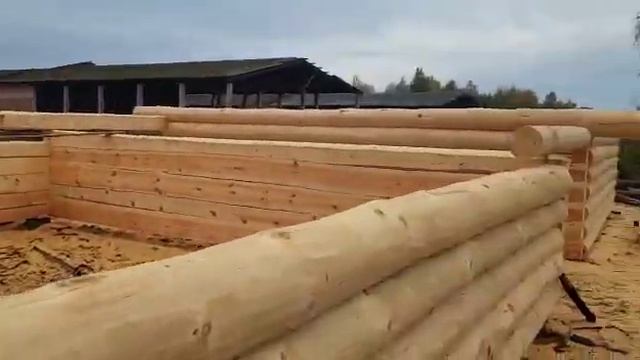 «Велижские срубы» - сруб бани 5×5 метров, рубка «в лапу» полулафет смотреть онлайн