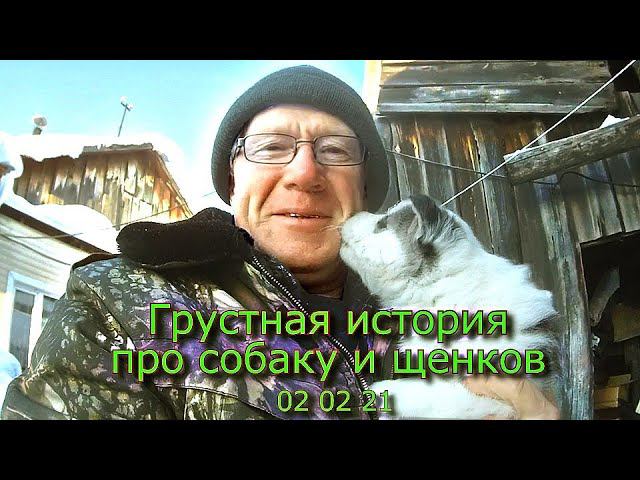 Грустная история про собаку и щенков 02 03 21