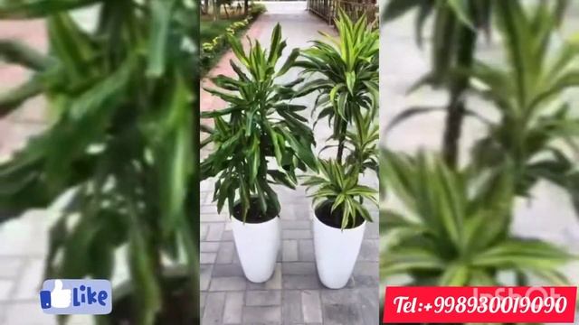 Домашняя «пальма» драцена – популярное комнатное растение. смотреть онлайн