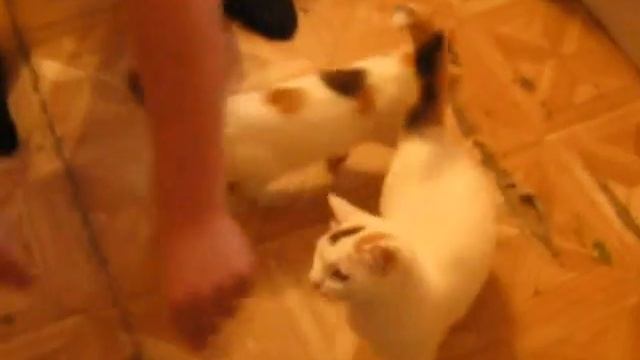 Кошачий вальс cat's Waltz1 смотреть онлайн