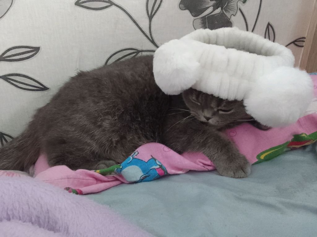подпишись