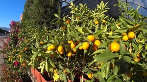 КУМКВАТ ПРОФИЛАКТИКА РАКОВЫХ ЗАБОЛЕВАНИЙ ПОЛЬЗА И ВРЕД КУМКВАТА