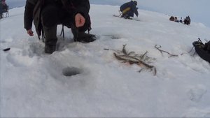 Ловля корюшки на RX-5 с гирляндой из блесен. Сахалин, Охотск, Тренога - 22 февраля 2020 г.