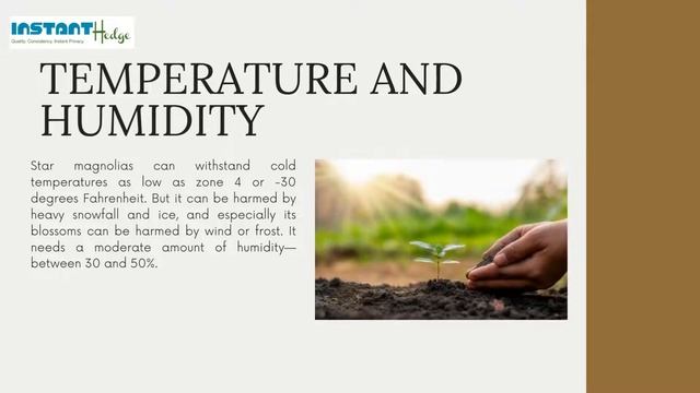 Royal Star Magnolia смотреть онлайн