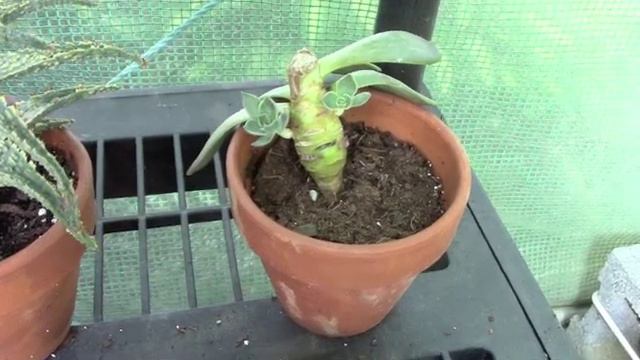 Waiting on a Cactus Bloom смотреть онлайн