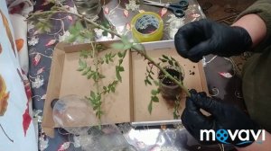 Дачникам на заметку..Укореняем черенки.Мини-парник для черенков роз.
