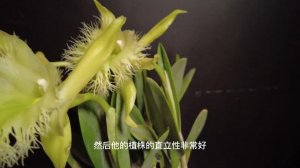 柠檬清香的卡特兰大猪哥 B.Rhyncholaelia digbyana x sib