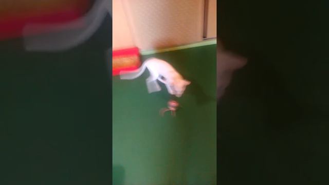 Моя кошка Олимпия смотреть онлайн