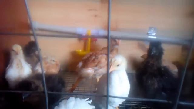 Перепелятам 7 дней, техасский бройлер смотреть онлайн