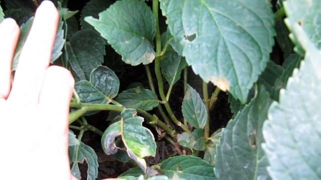 Наша коллекция крупнолистных гортензий 30.08.2017г. смотреть онлайн