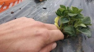 Какой диаметр отверстия делать для посадки клубники? #клубника  #диаметротверстиядляпосадкиклубники