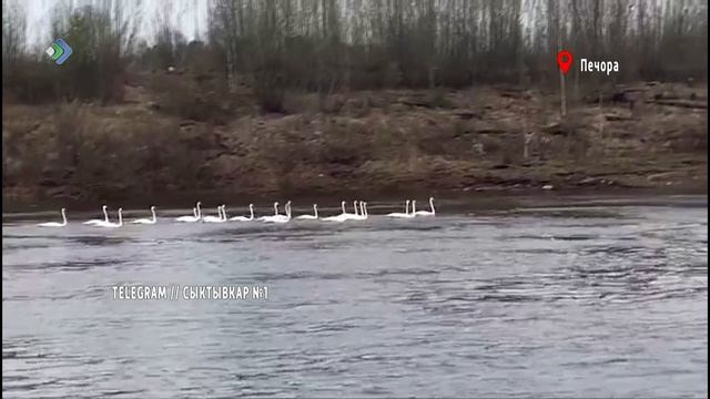 Стая белых лебедей на Печоре