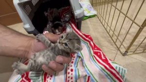 Кормим котят из бутылочки детской смесью