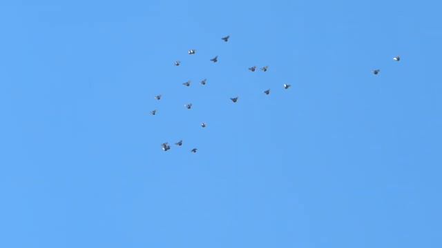 гон и отбор голубей смотреть онлайн