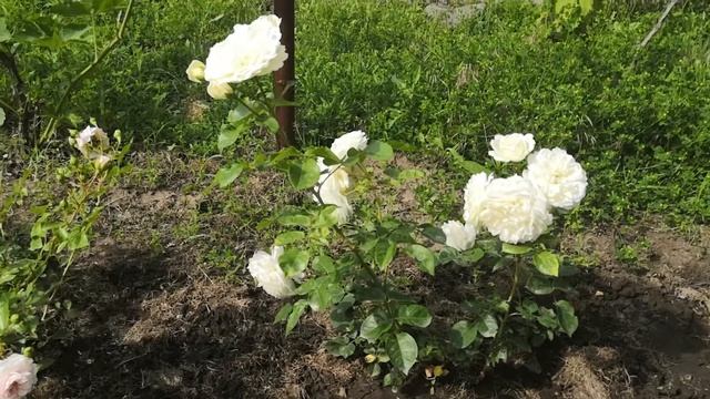 Роза Транквилити (розы Остина)/Tranquillity/English Rose