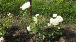 Роза Транквилити (розы Остина)/Tranquillity/English Rose