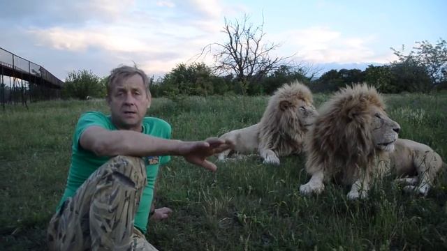 Как я покупал БЕЛЫХ ЛЬВОВ  смотреть онлайн