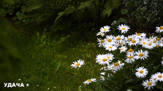 11 сентября Усекновение Главы ИОАННА ПРЕДТЕЧИ. Что нельзя делать 11 сентября День Иоанна Предтечи. смотреть онлайн