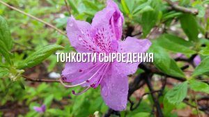 Тонкости Сыроедения
