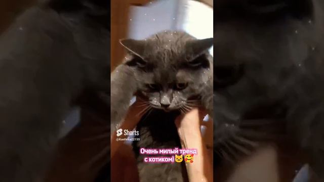 Делайте со своим котиком)🐱