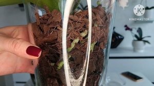 ?Как понять что орхидею пора полить / Watering orchids .