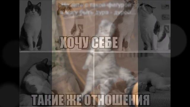 Веселые картинки. Кошки приколы смешные. Коты смешилки. смотреть онлайн