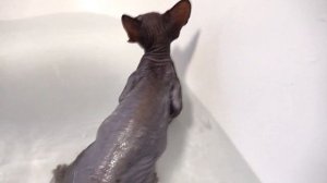 Лысая кошка Сфинкс Первое купание в ванной