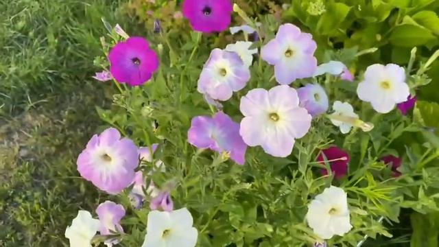 Прекрасное летнее утро! #лето #лилии #цветы #мойсад #обрезкаможжевельника смотреть онлайн