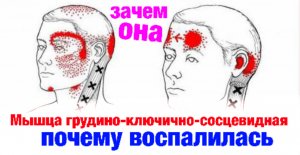 Мышца грудино-ключично-сосцевидная: всё, что нужно знать.