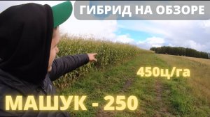 МАШУК 250 убрали на силос 450ц/га