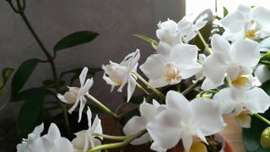 #PHALAENOPSIS SOFT CLOUD ❣️❤️?? и POPCORN, КОТОРЫЙ ОПЯТЬ ЧУДИТ????#orhids #ORJIDEA #FLOR ❤️❣️??????
