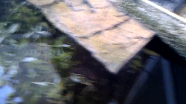Yellow-bellied slider and Cumberland  (Trachemys scripta troosti and Trachemys scripta scripta)
