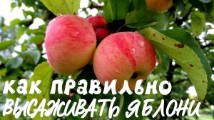 ЯБЛОНЯ: КАК ПРАВИЛЬНО ВЫБРАТЬ КАЧЕСТВЕННЫЙ САЖЕНЕЦ И ПОСАДИТЬ?