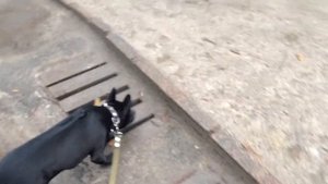 Тайский риджбек "Лиа" охота на голубей)