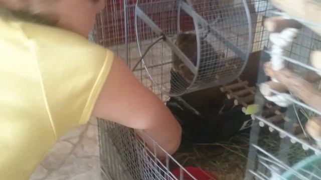 У меня появились замечательные Дегу/I had a wonderful Degu смотреть онлайн