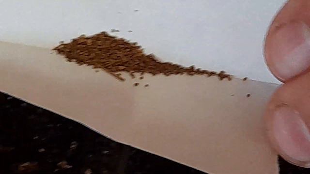 Посев семян табака на рассаду. Сразу в кассету. смотреть онлайн