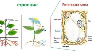 Ботаника -  как наука