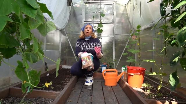 Как посадить зимнюю грушу. Дачные сезоны смотреть онлайн