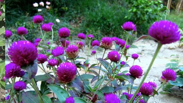 ГОМФРЕНА (GOMPHRENA)
