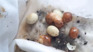 ВЫЛУПИЛИСЬ АРХАХАТИНЫ. УРА!