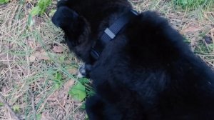 Как выбрать ошейник. Как правильно отрегулировать ошейник для собаки.